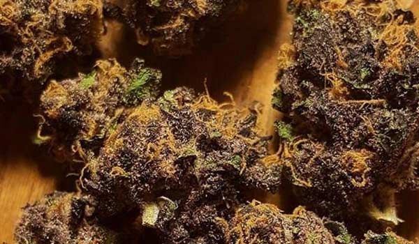 Black Cherry Cheescake Strain Effects