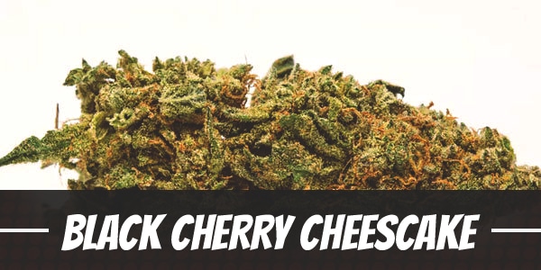 Black Cherry Cheescake Strain