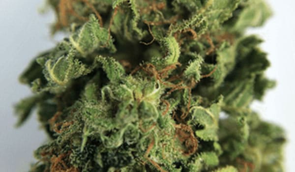 Blaze Strain Medical