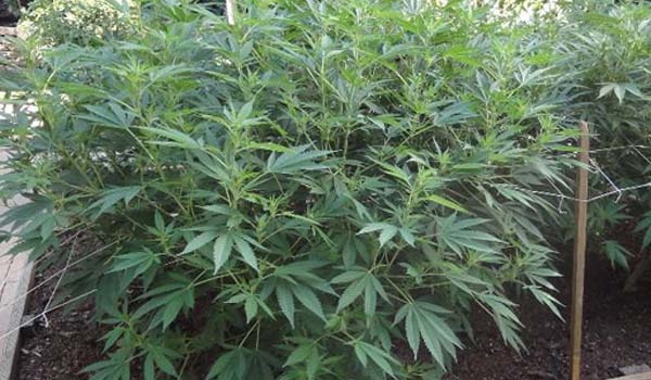 Cannabis growing outdoors