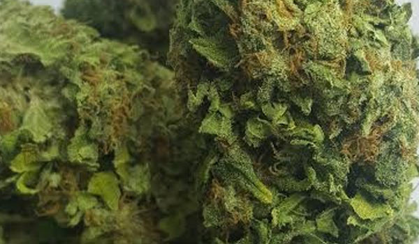 Colorado Clementines Strain Effects