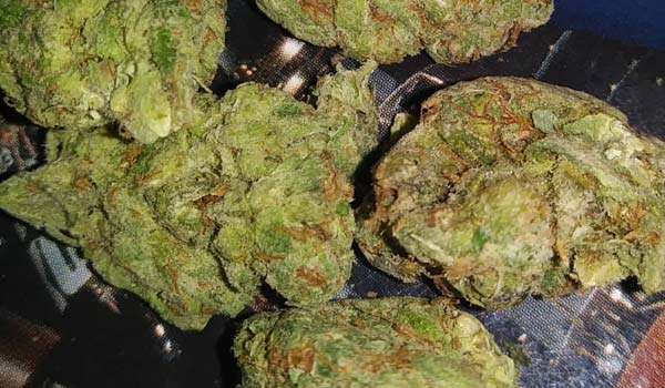 Colorado Clementines Strain Growing