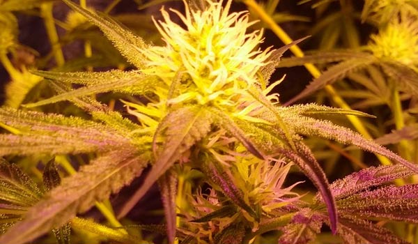 Colorado Clementines Strain Medical