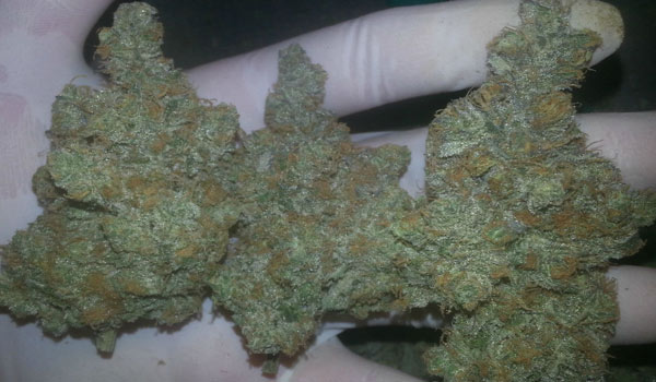 Cookies and Dream Strain Effects