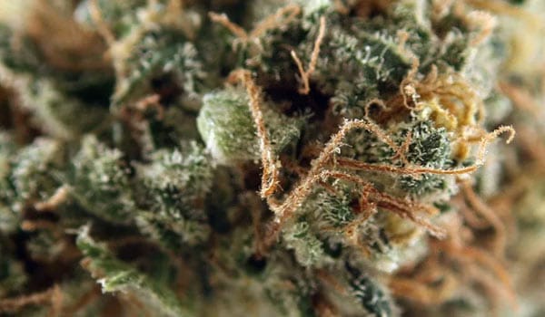 Dutchberry Strain Effects