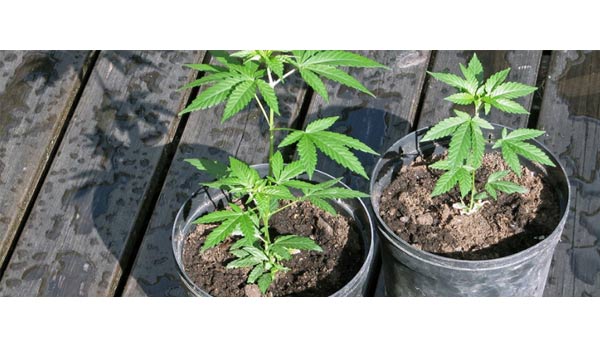 Health Concerns When Growing Cannabis at Home in Canada