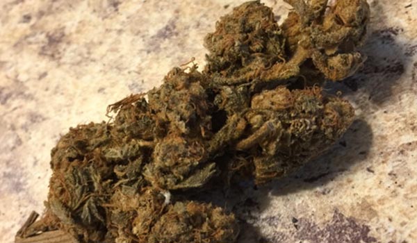 Hurricane Strain Growing