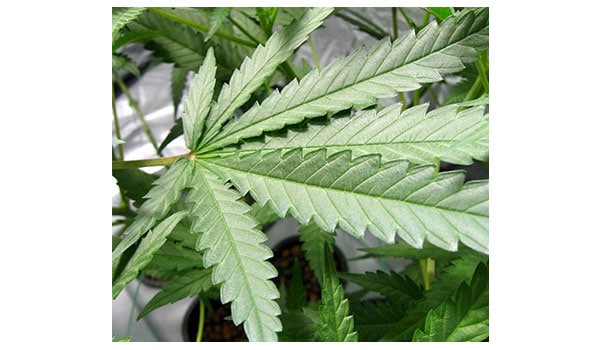Is growing marijuana naturally the same as growing marijuana organically