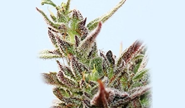 Kaleidos Dope Strain Effects