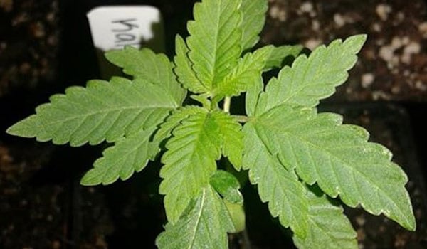 Kaleidos Dope Strain Medical