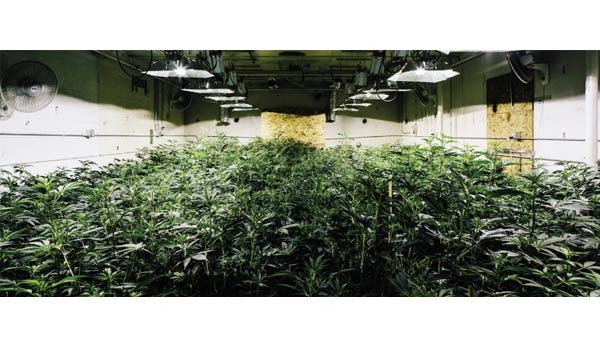 Legally Growing Cannabis Indoors in Canada