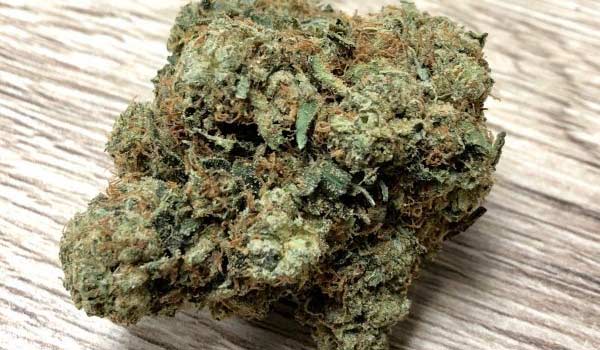 Madman OG Strain Growing