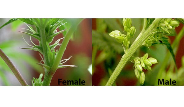 Male vs female cannabis buds