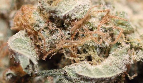 Medicine Woman Strain Effects