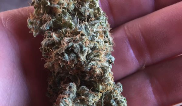 Medicine Woman Strain Growing