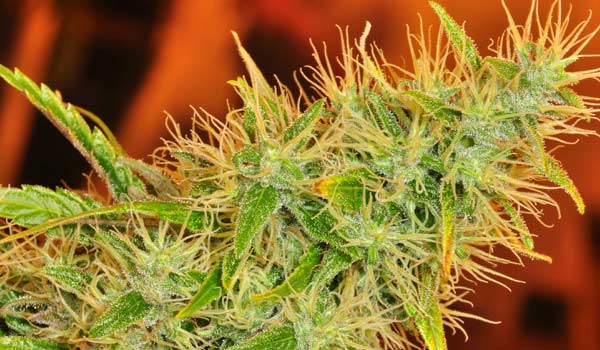 Medicine Woman Strain Medical