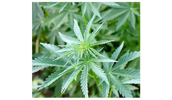 Natural nutrients for marijuana