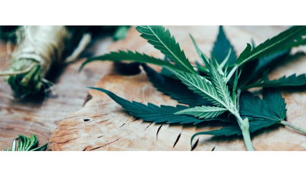 Safely Disposing of Excess Marijuana in Canada