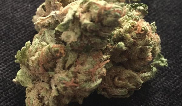 Salmon River OG Strain Effects