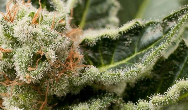 Shark Attack Strain Growing