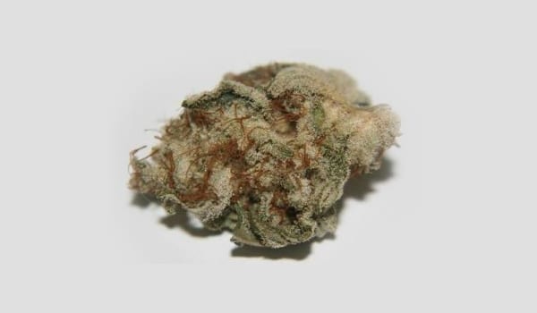 Shark Attack Strain Effects