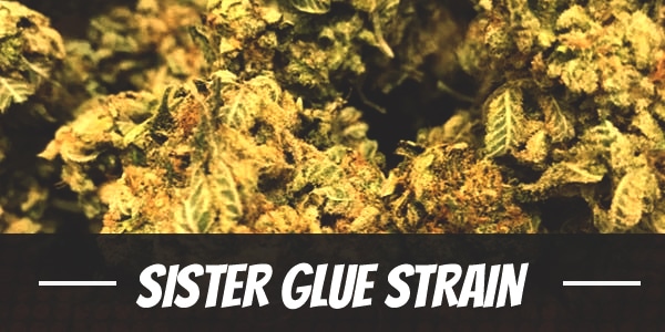 Sister Glue Strain