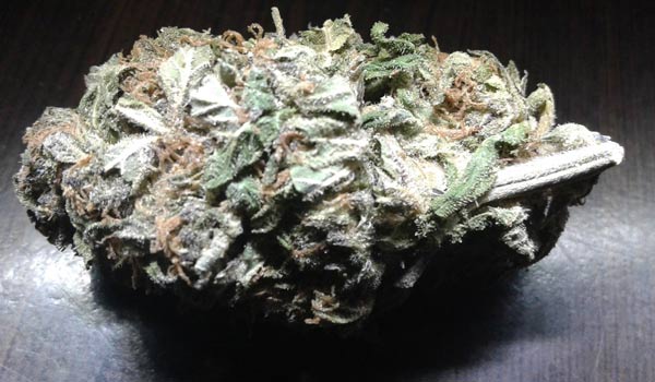 Sister Glue Strain Effects