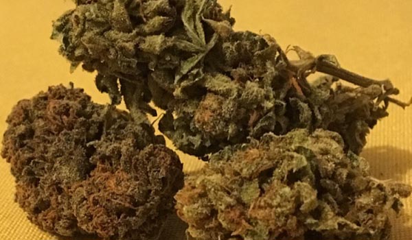 Sister Glue Strain Growing