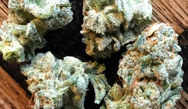 Sister Glue Strain Medical