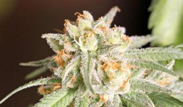 Snow Mountain Strain Effects