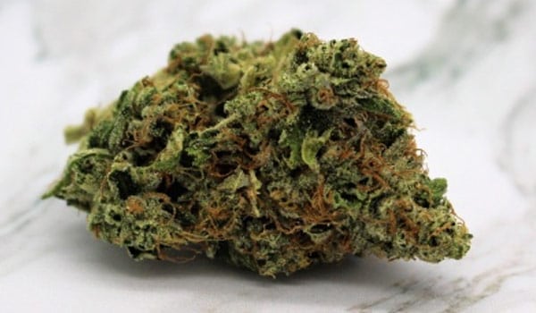 Snow Mountain Strain Growing