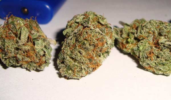 Snow Ryder Strain Effects
