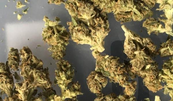 Snow Ryder Strain Medical