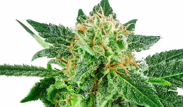 Snow Ryder Strain Reactions