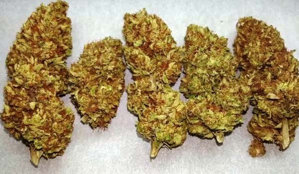 Sweet Jane Strain Medical
