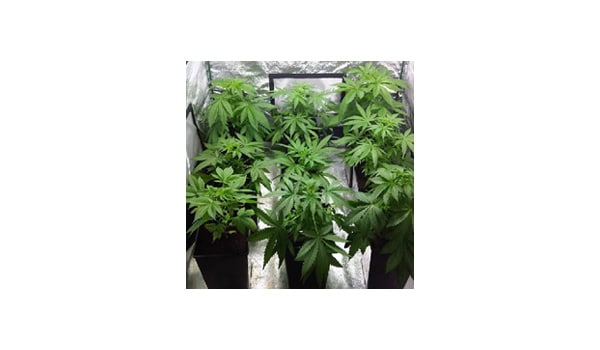 The marijuana grow room