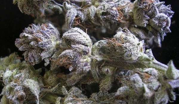 Vanilluna Strain Effects