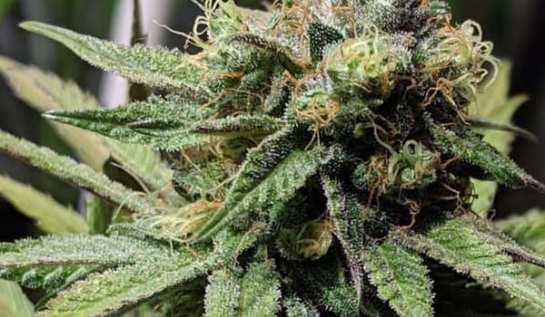 Vanilluna Strain Growing