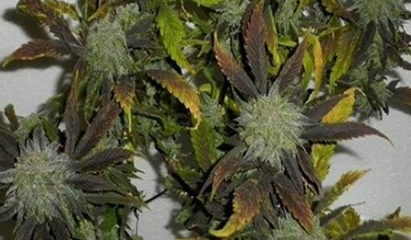 Vanilluna Strain Medical