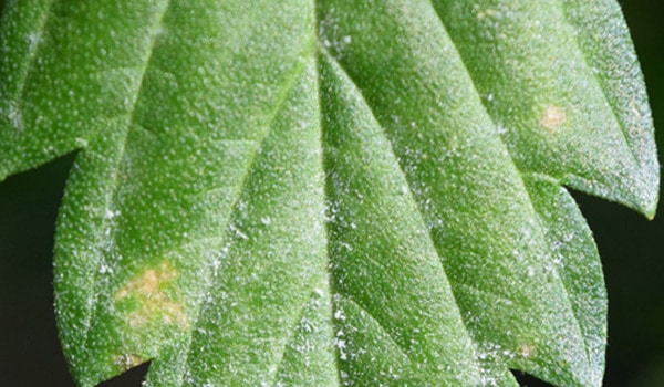 What is powdery mildew cannabis