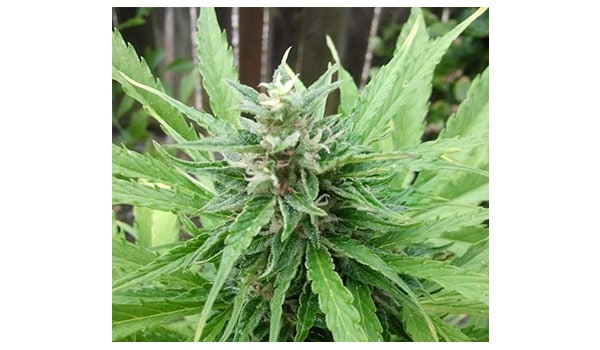 Why should I grow marijuana naturally2