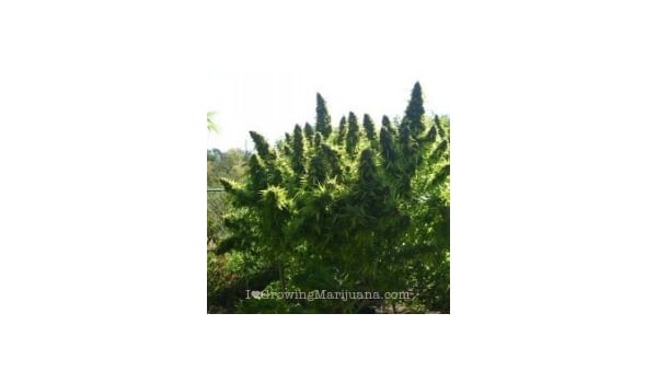best compost and fertilizers for outdoor marijuana