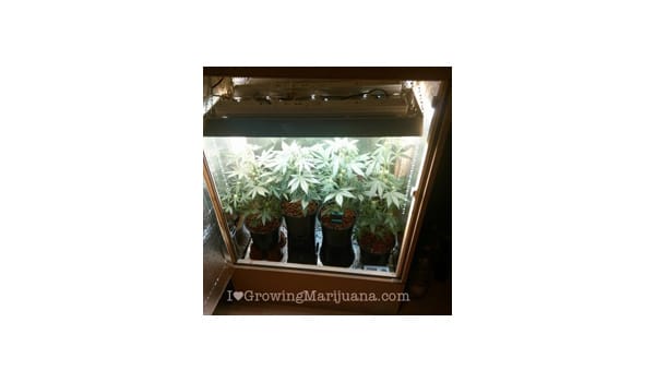 cupboard grow room