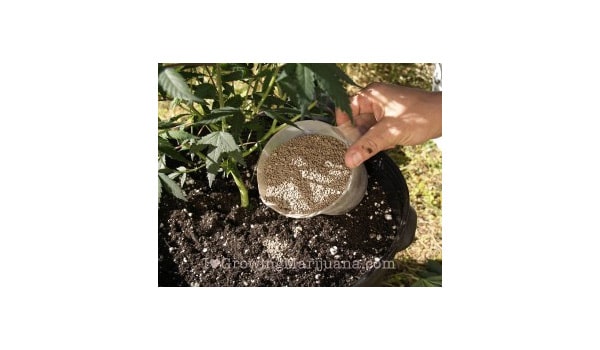how to make compost outdoor marijuana plants