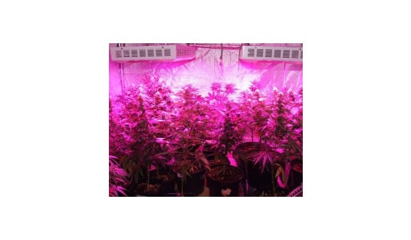led marijuana grow lights