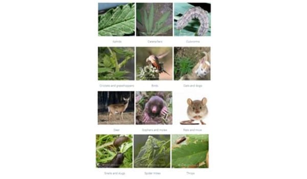 marijuana pest control
