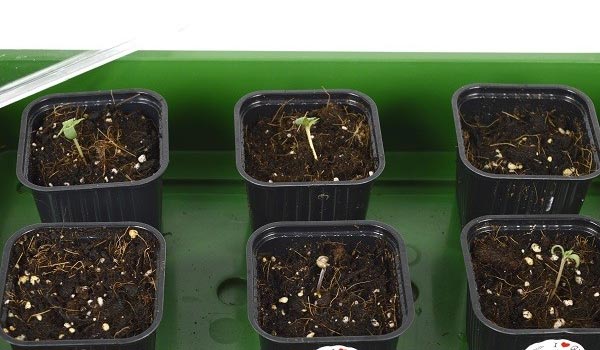 outdoor germination
