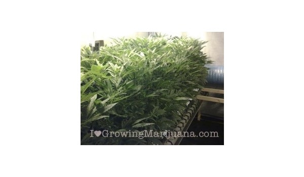 reflective material marijuana