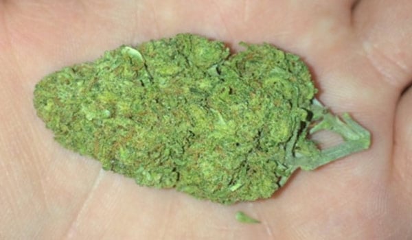 Afcrack Strain Growing