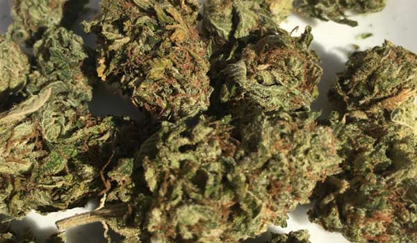 Area 51 Strain Growing